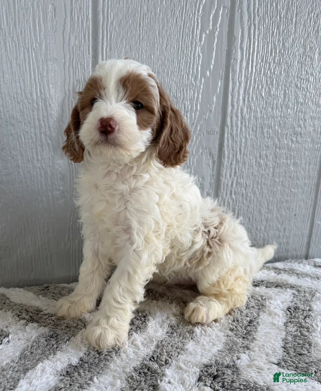 Mini Bernedoodle dogs for sale: Spike - Ad 5