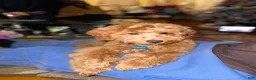 Cavapoo dogs for sale: Cavapoo 1 - Ad 4