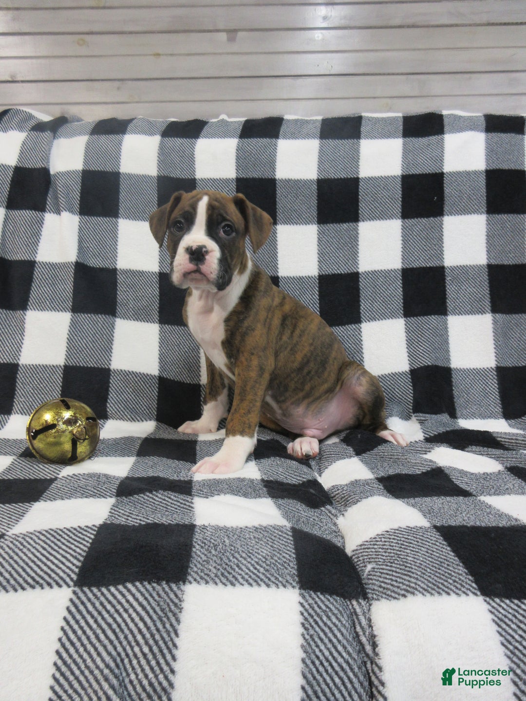 Boxer dogs for sale: Zeke - Ad 4