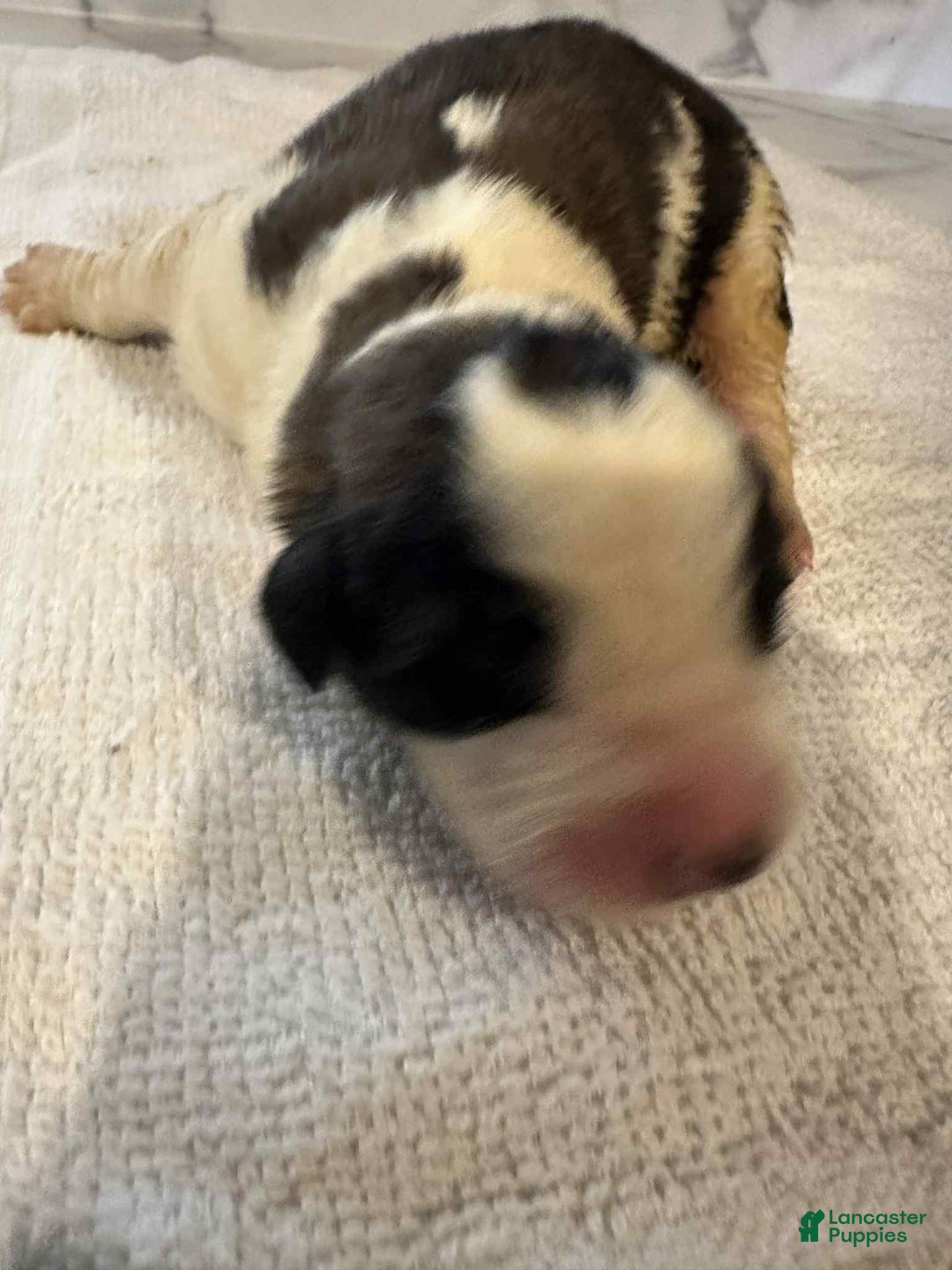 Saint Bernard dogs for sale: Puppy 8 - Ad 1