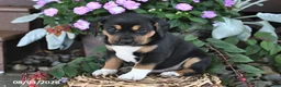 Mixed Breed dogs for sale: Chief - Ad 2