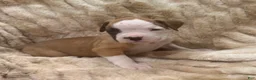 Boxer dogs for sale: Trixie - Ad 4
