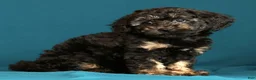 Miniature Poodle dogs for sale: Carla - Ad 4