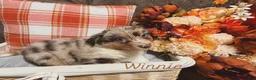 Australian Shepherd dogs for sale: Winnie - Ad 1