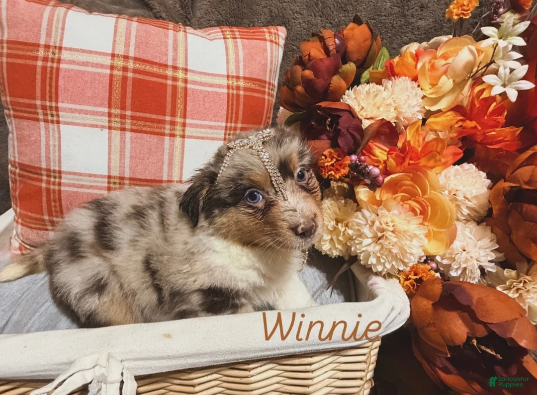 Australian Shepherd dogs for sale: Winnie - Ad 1