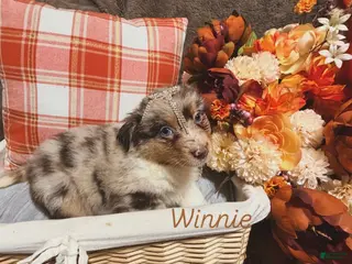 Australian Shepherd dogs Winnie - Ad 23