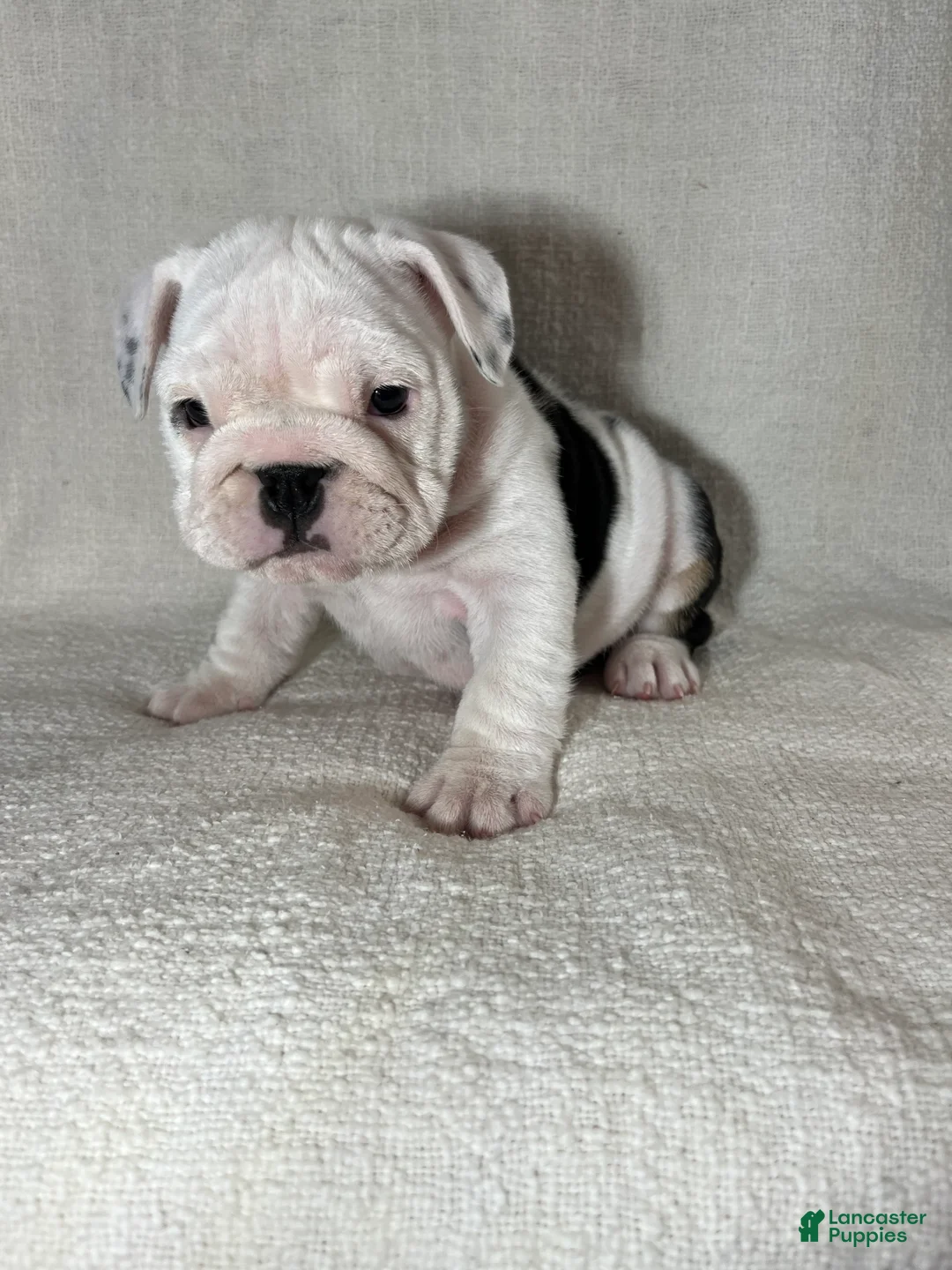 English Bulldog dogs for sale: Hank - Ad 9