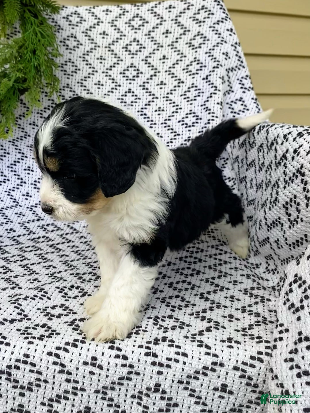 Mini Aussiedoodle dogs for sale: Blake - Ad 5