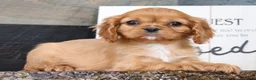 Cavalier King Charles Spaniel dogs for sale: Preston - Ad 4
