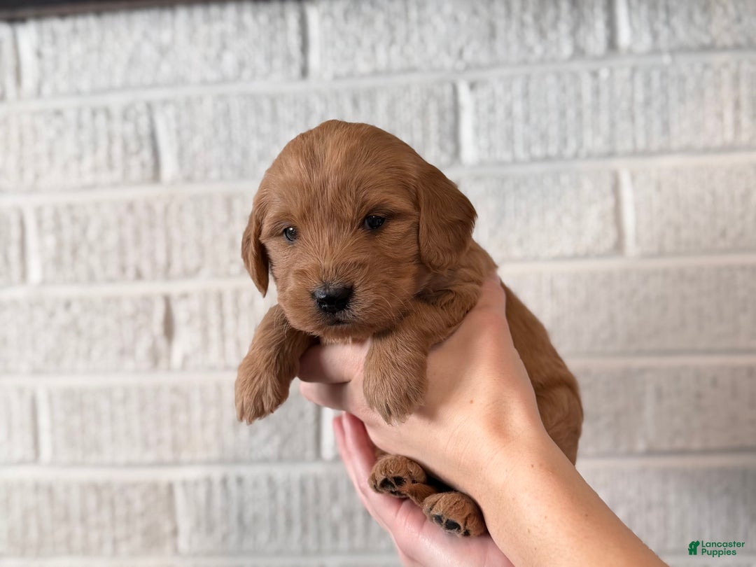 Mini Goldendoodle dogs for sale: Fudge - Ad 2