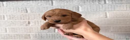 Mini Goldendoodle dogs for sale: Fudge - Ad 3