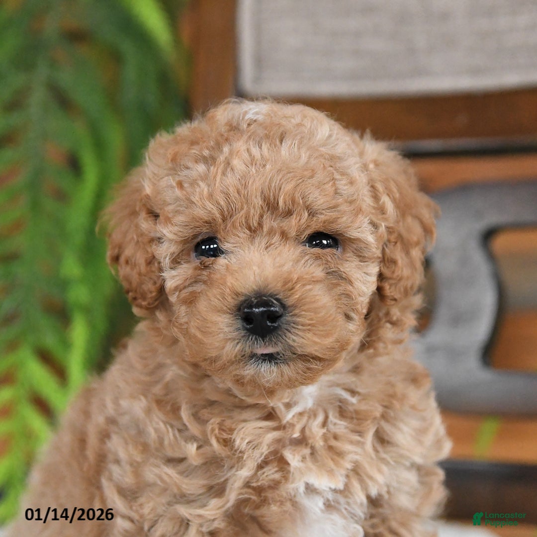 Maltipoo dogs for sale: Jentle - Ad 4