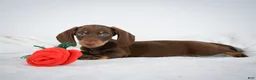 Miniature Dachshund dogs for sale: Asher - Ad 4