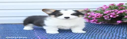 Welsh Corgi Pembroke dogs for sale: Opal - Ad 4