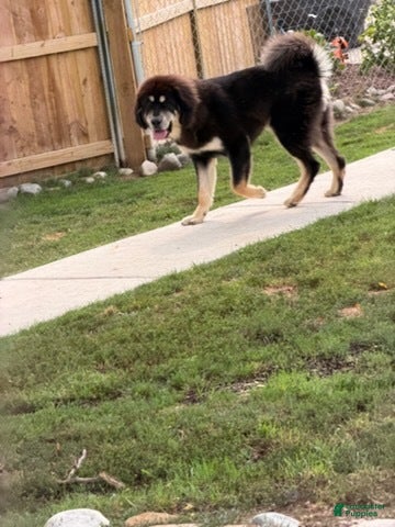 Yoshi