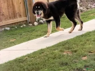 Tibetan Mastiff dogs Yoshi - Ad 2