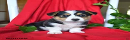 Welsh Corgi Pembroke dogs for sale: Chance - Ad 3