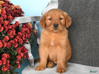 Golden Retriever dogs - Ad 37