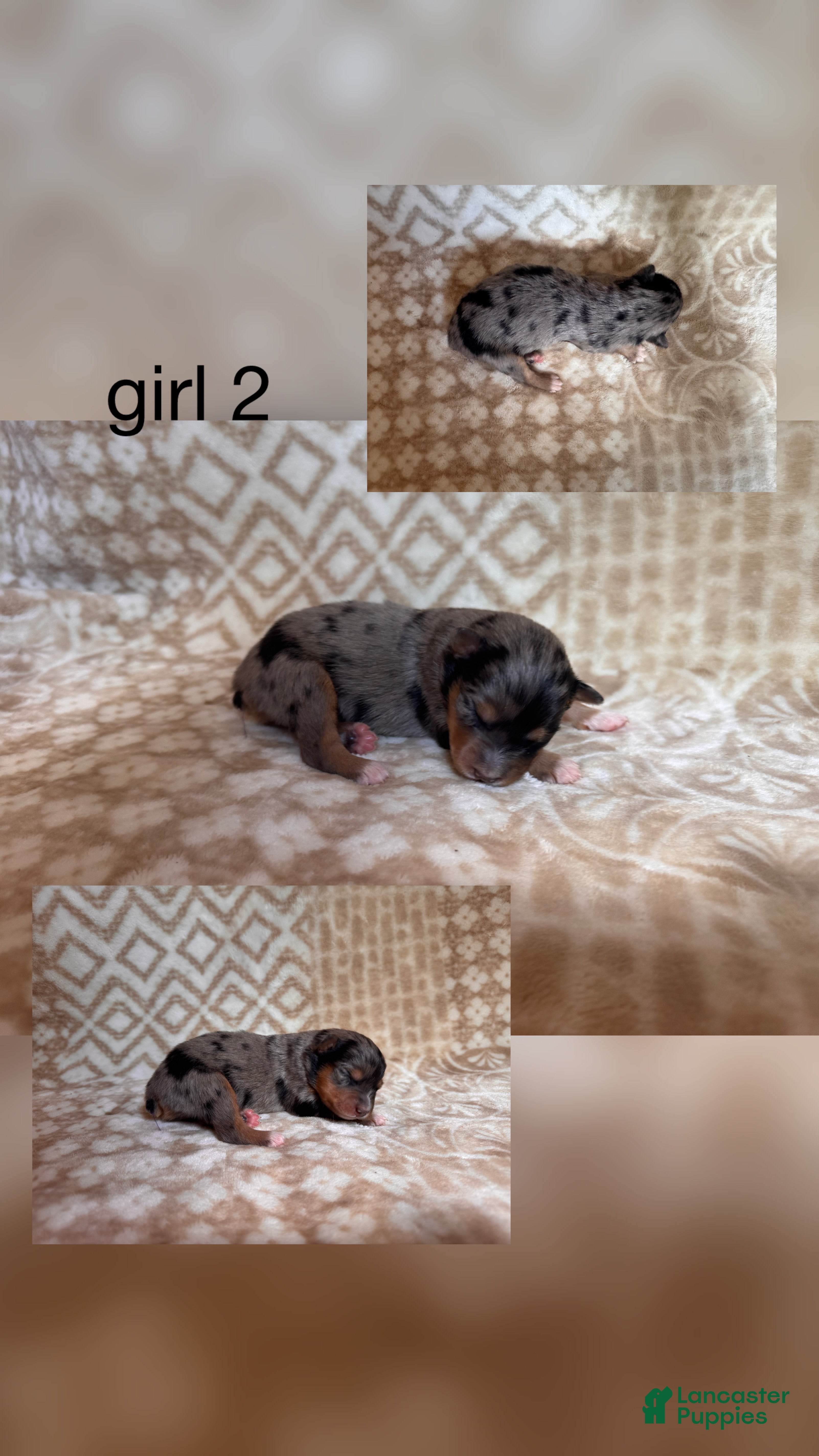Australian Shepherd dogs Australian Shepherd Puppy Girl 2 - Ad 37