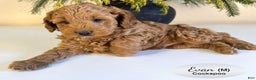Cockapoo dogs for sale: Evan - Ad 1