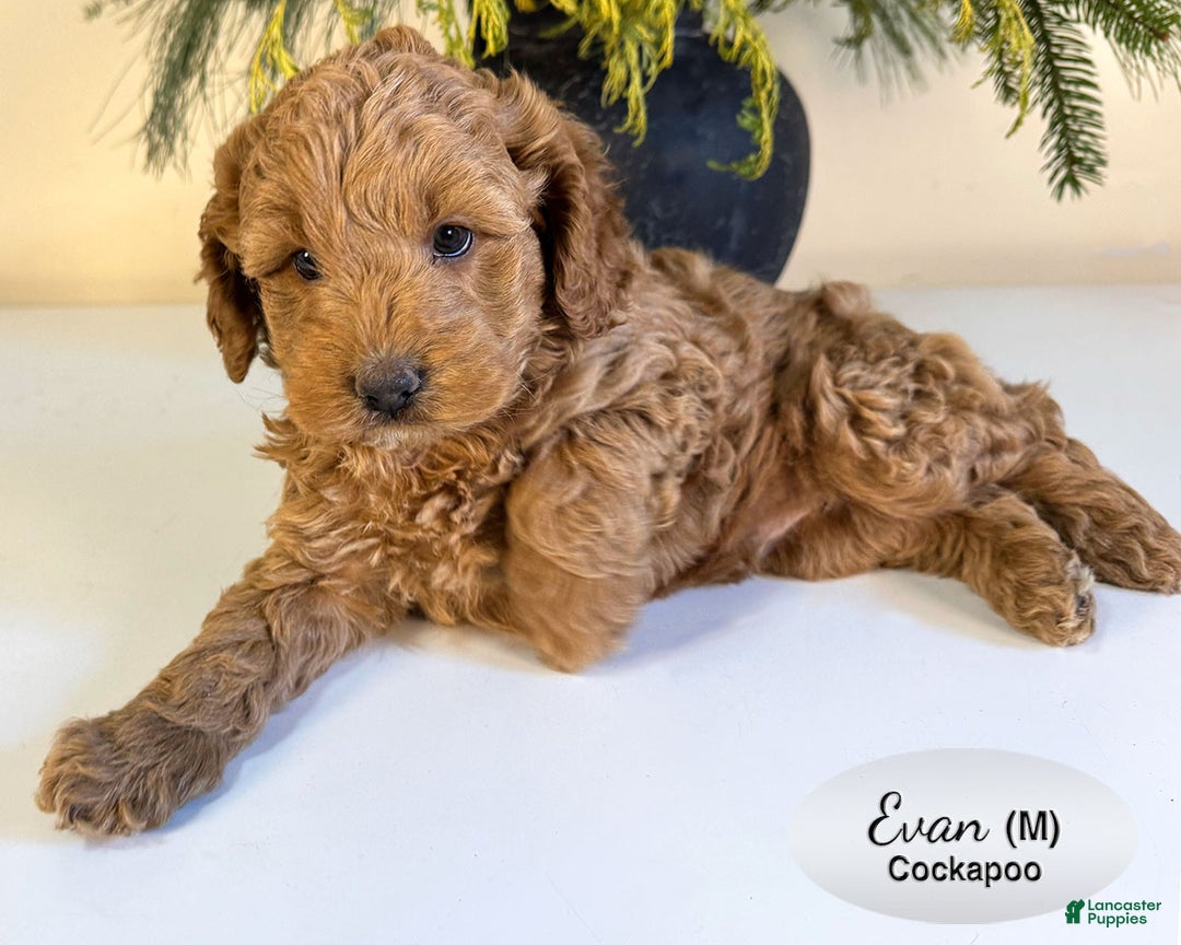 Cockapoo dogs for sale: Evan - Ad 1
