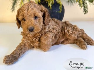 Cockapoo dogs Evan - Ad 7