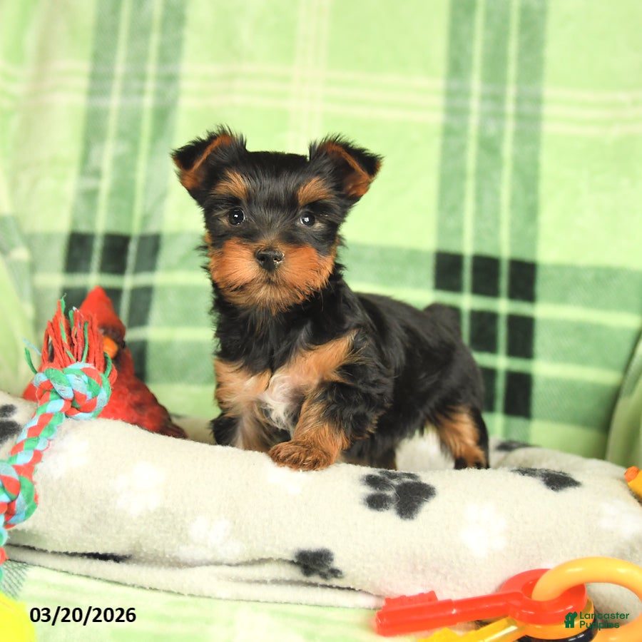 Yorkshire Terrier dogs Macy - Ad 2