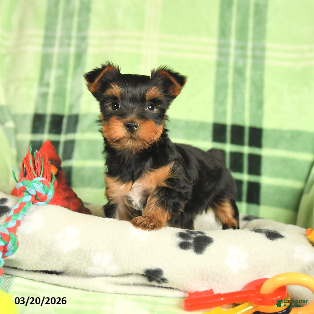 Yorkshire Terrier dogs for sale: Macy - Ad 2