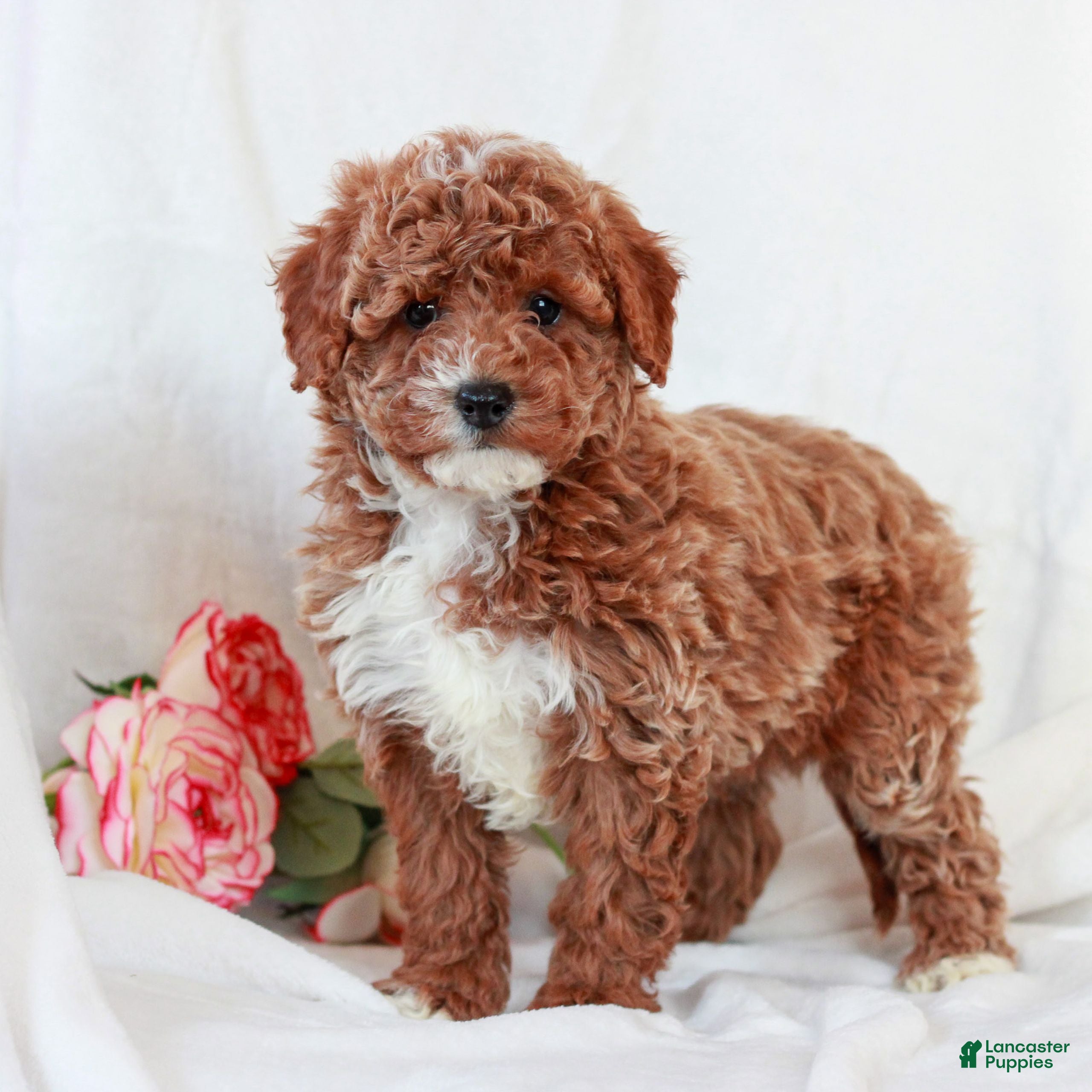 Cavapoo dogs for sale: Lincoln  - Ad 3