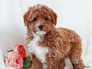 Cavapoo dogs for sale: Lincoln - Ad 3