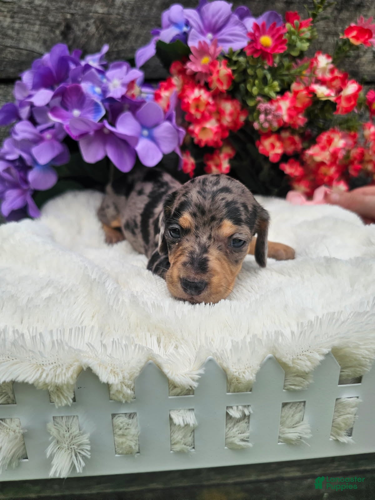 Dachshund dogs Ruben - Ad 1