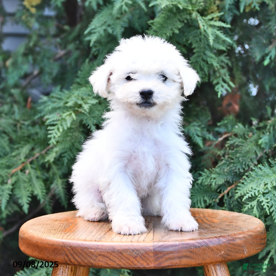 Bichon Frise dogs Macy - Ad 18