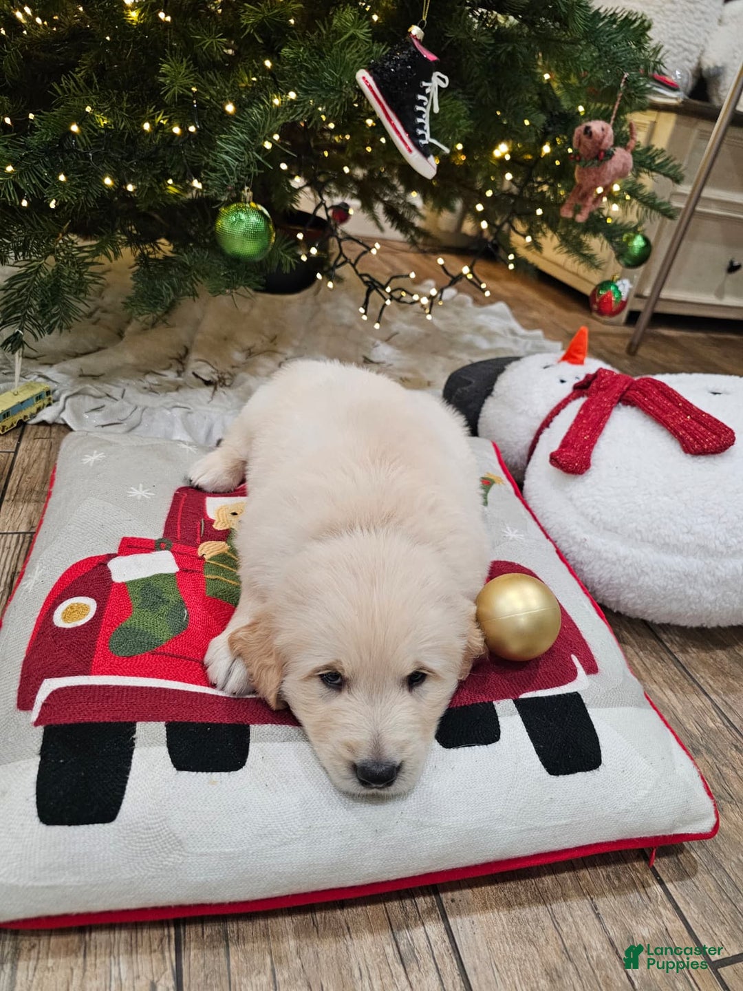 Golden Retriever dogs for sale: Golden Retriever Puppy 4 - Ad 41