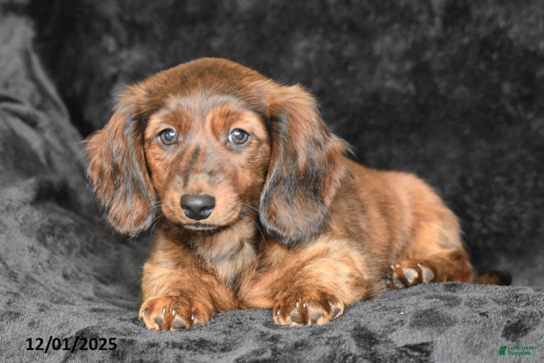 Dachshund dogs for sale: Shawn - Ad 7