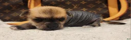Mixed Breed dogs for sale: Chico  - Ad 6
