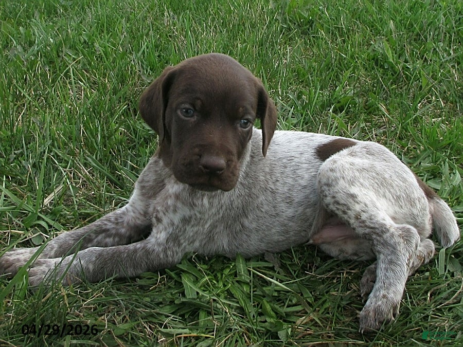 German Shorthaired Pointer dogs Fenton - Ad 2