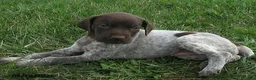 German Shorthaired Pointer dogs for sale: Fenton - Ad 2