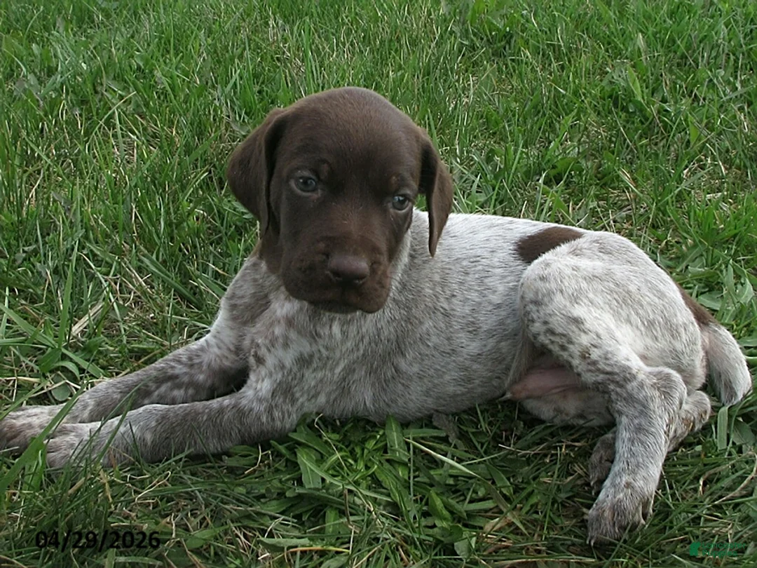 German Shorthaired Pointer dogs for sale: Fenton - Ad 2