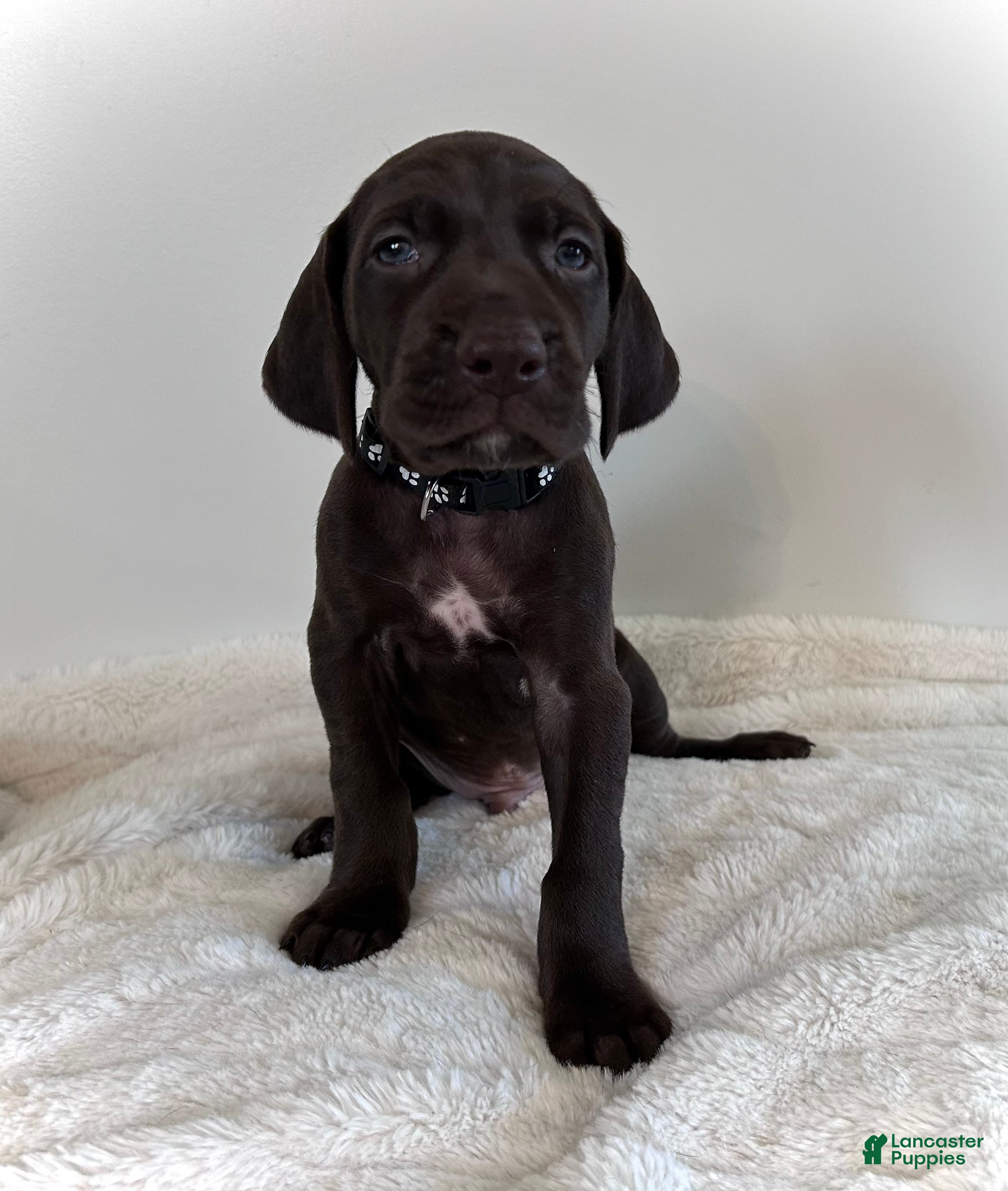 German Shorthaired Pointer dogs Honor - Ad 38
