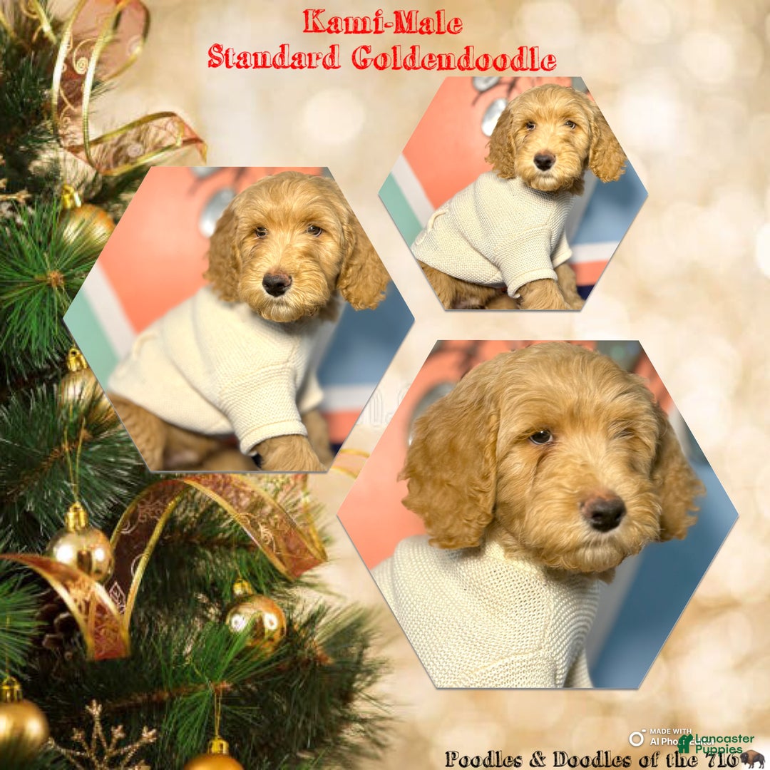 Goldendoodle dogs for sale: Lily - Ad 7