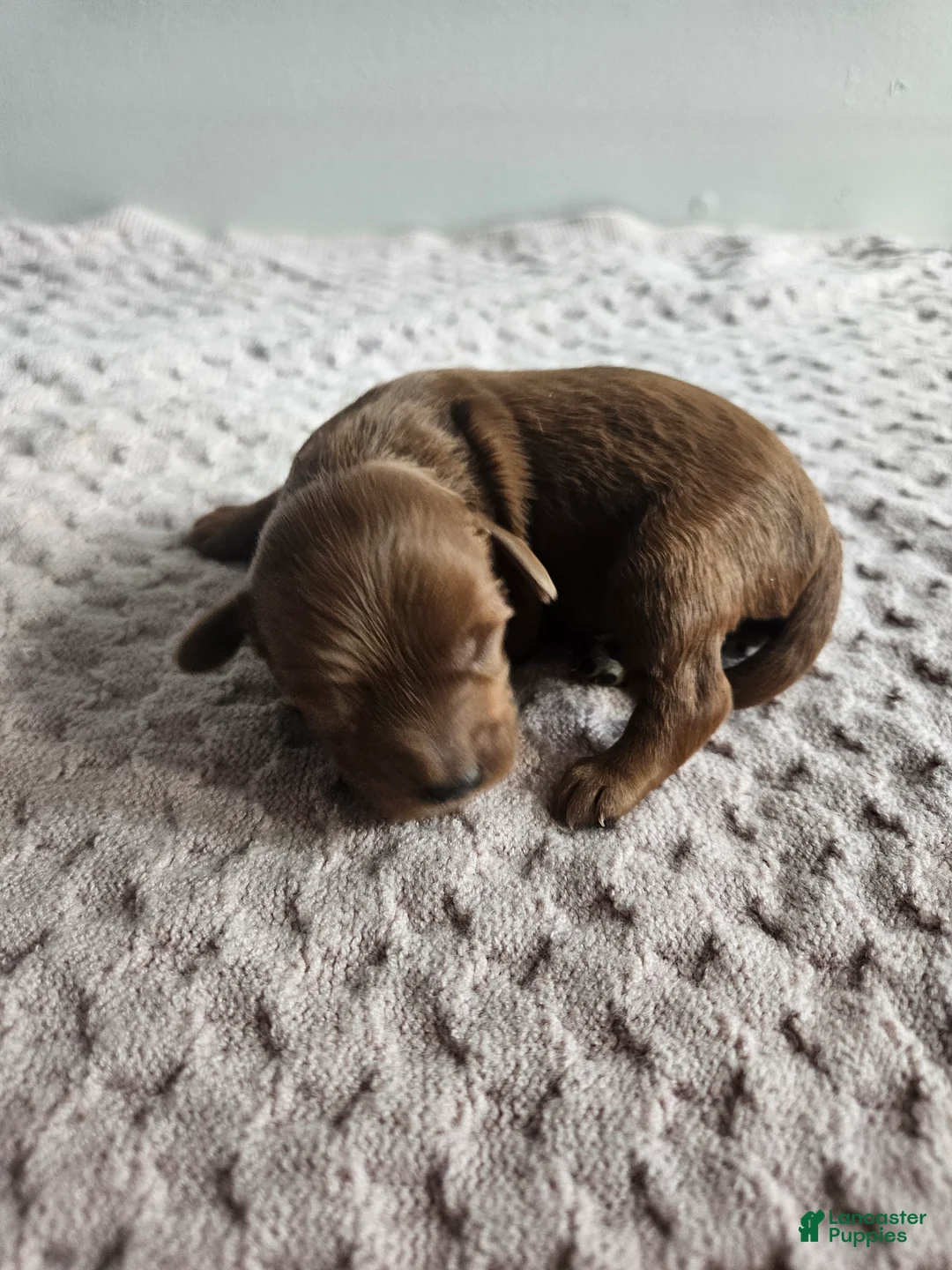 Cavapoo dogs for sale: Cheif - Ad 1