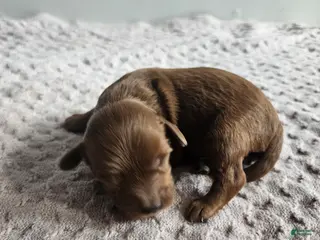 Cavapoo dogs Cheif - Ad 32