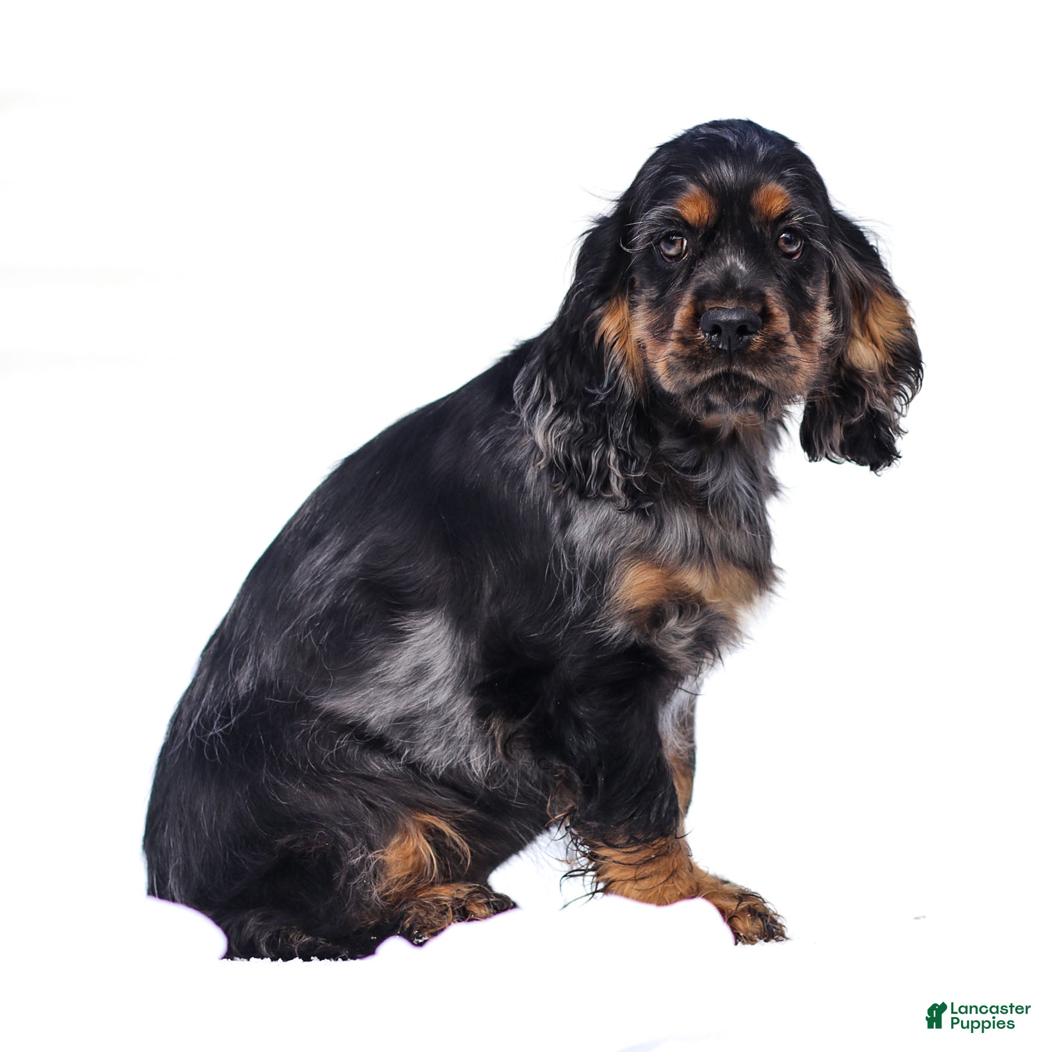 Cocker Spaniel dogs Dash - Ad 2