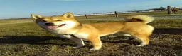Shiba Inu dogs for sale: Wanda - Ad 6