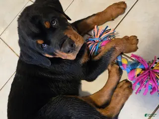 Rottweiler dogs Rottweiler Puppy 2 - Ad 2