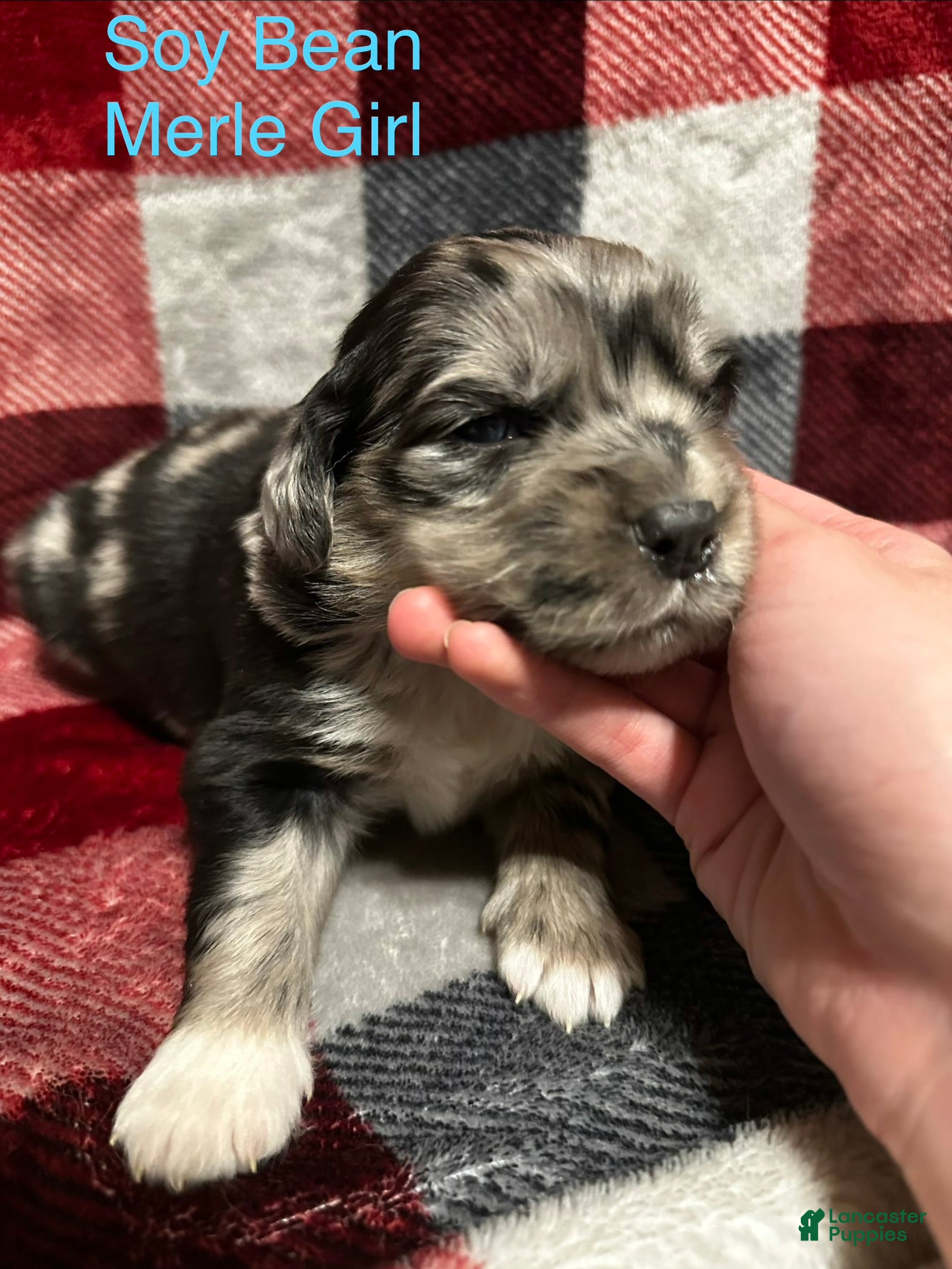 Mixed Breed dogs Soy Bean - Ad 13