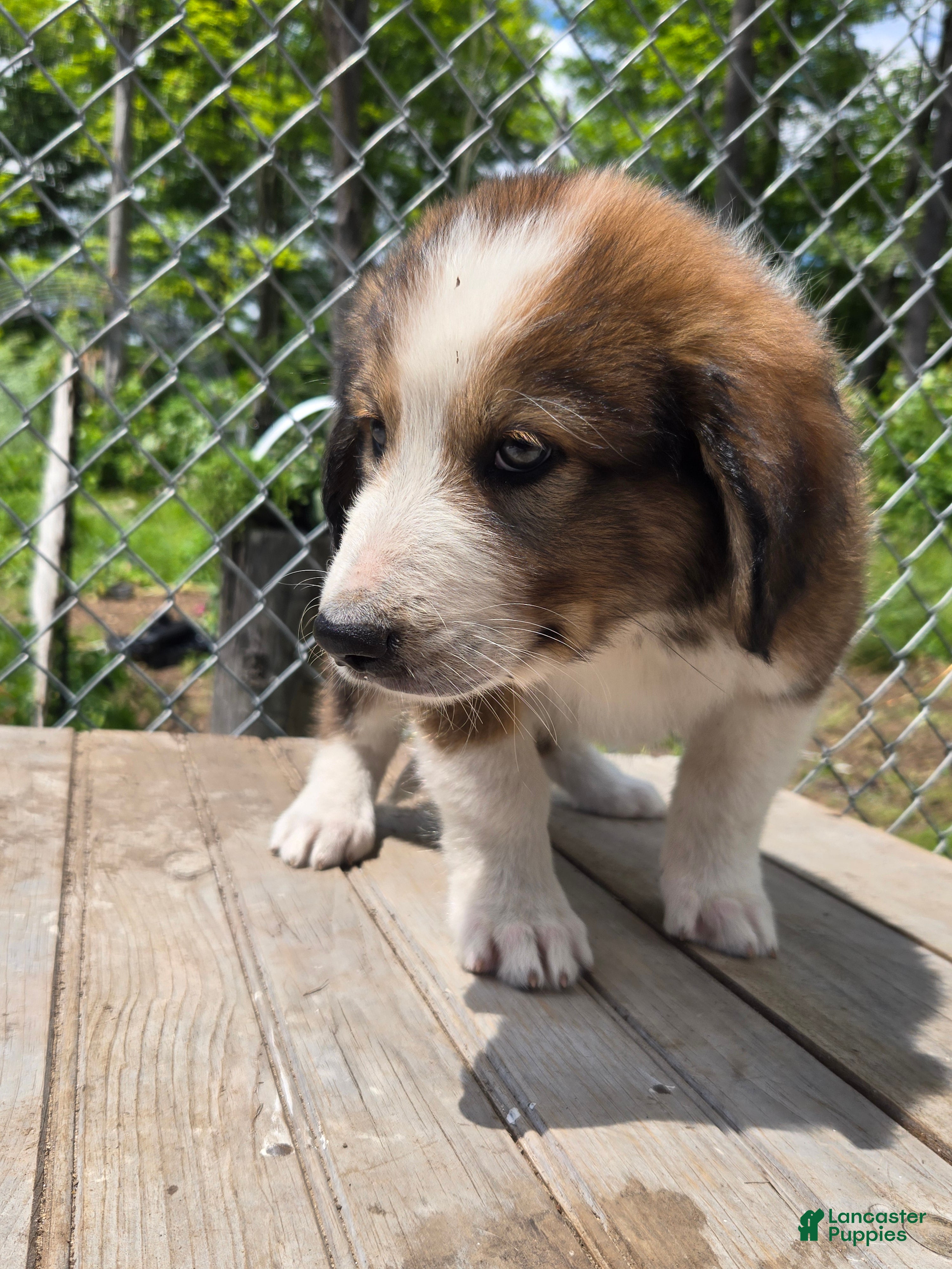 Mixed Breed dogs Buddy  - Ad 9