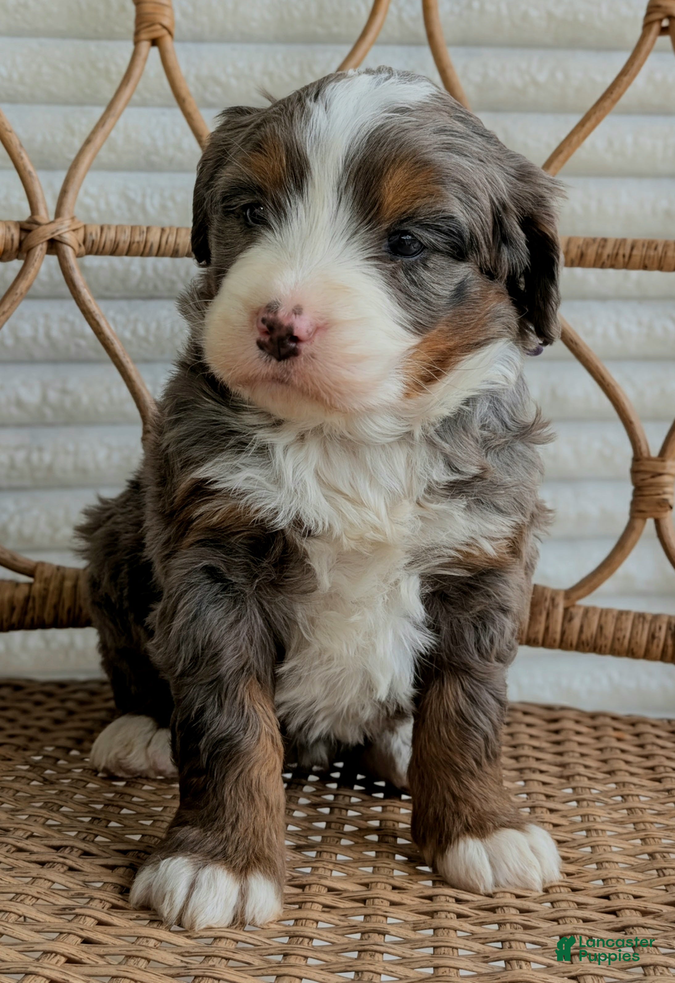 Bernedoodle dogs for sale: Sophie  - Ad 1