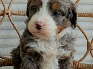 Bernedoodle dogs for sale: Sophie - Ad 1