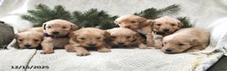Goldendoodle dogs for sale: Hannah - Ad 5